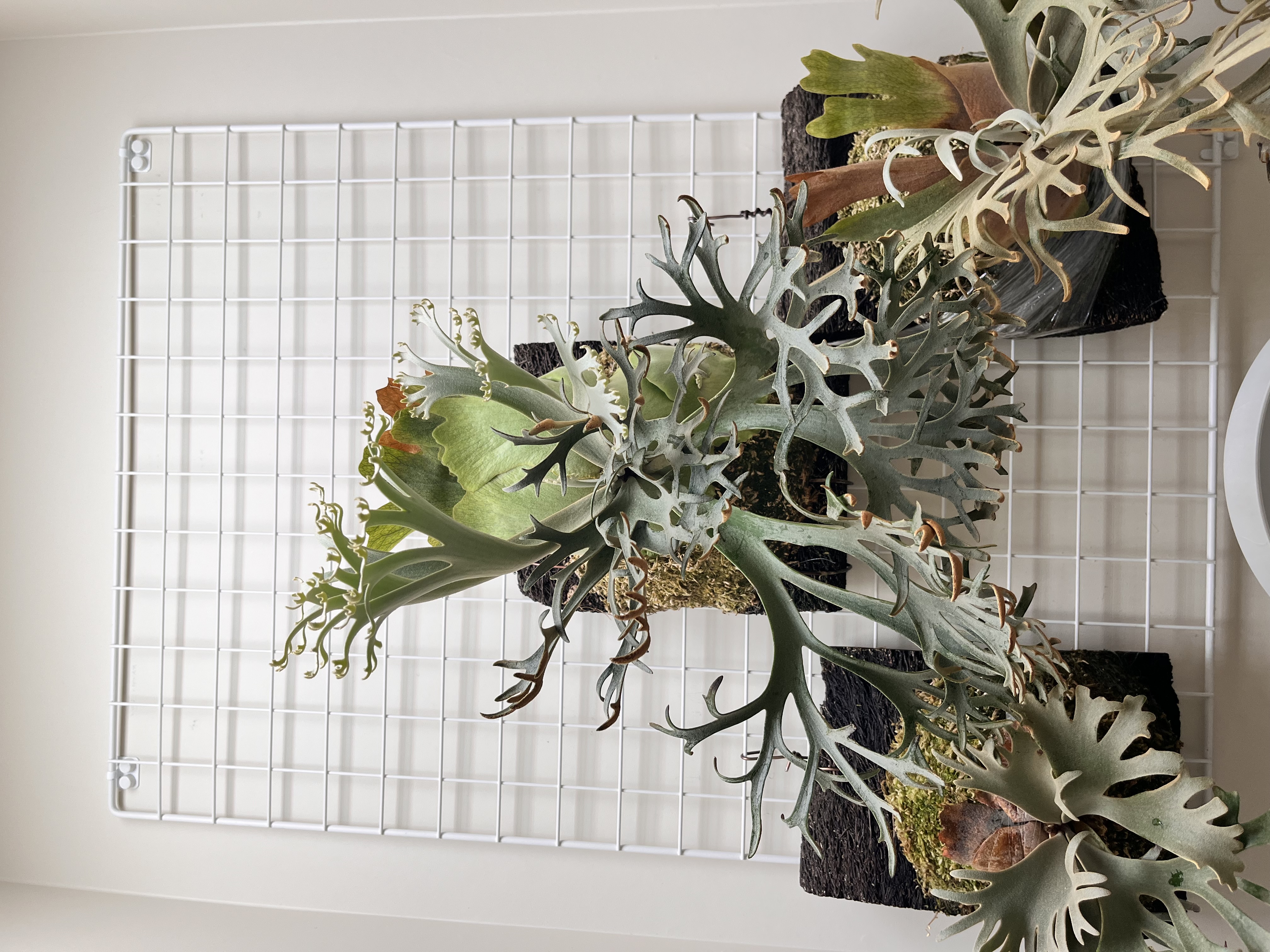 OMG 15000ルクス環境での姿（全体）