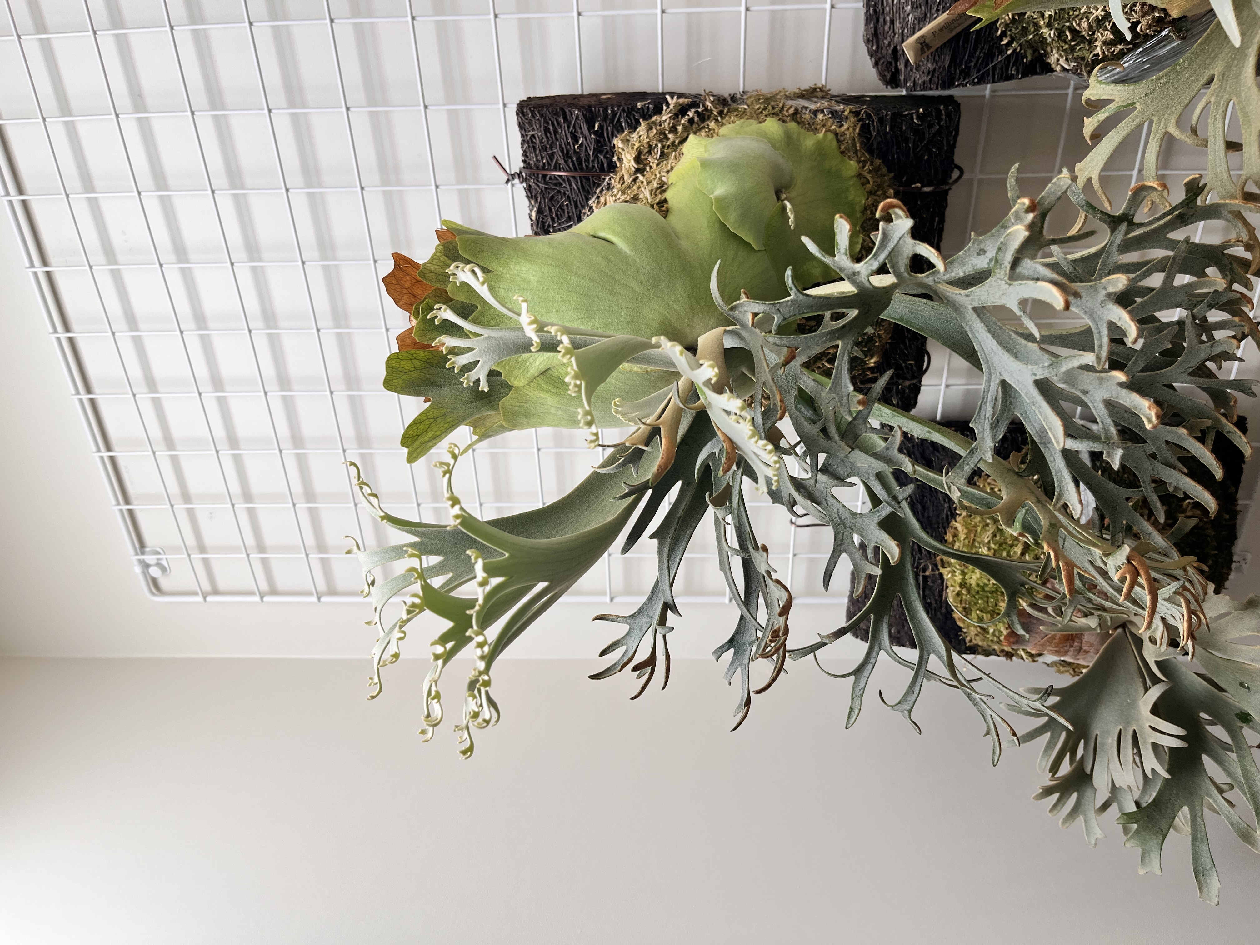 OMG 15000ルクス環境での姿（横から）