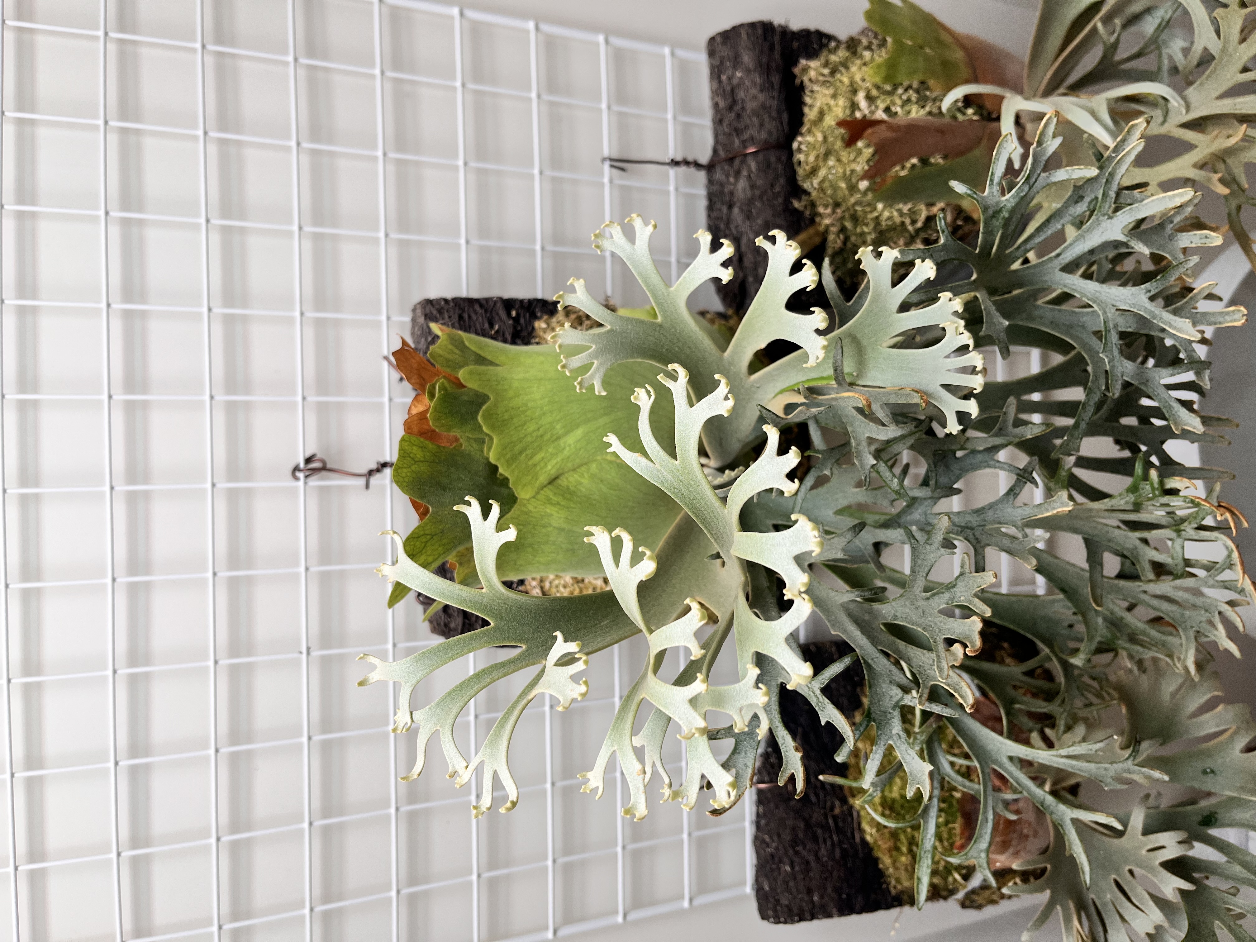 OMG 15000ルクス環境での姿（アップ）