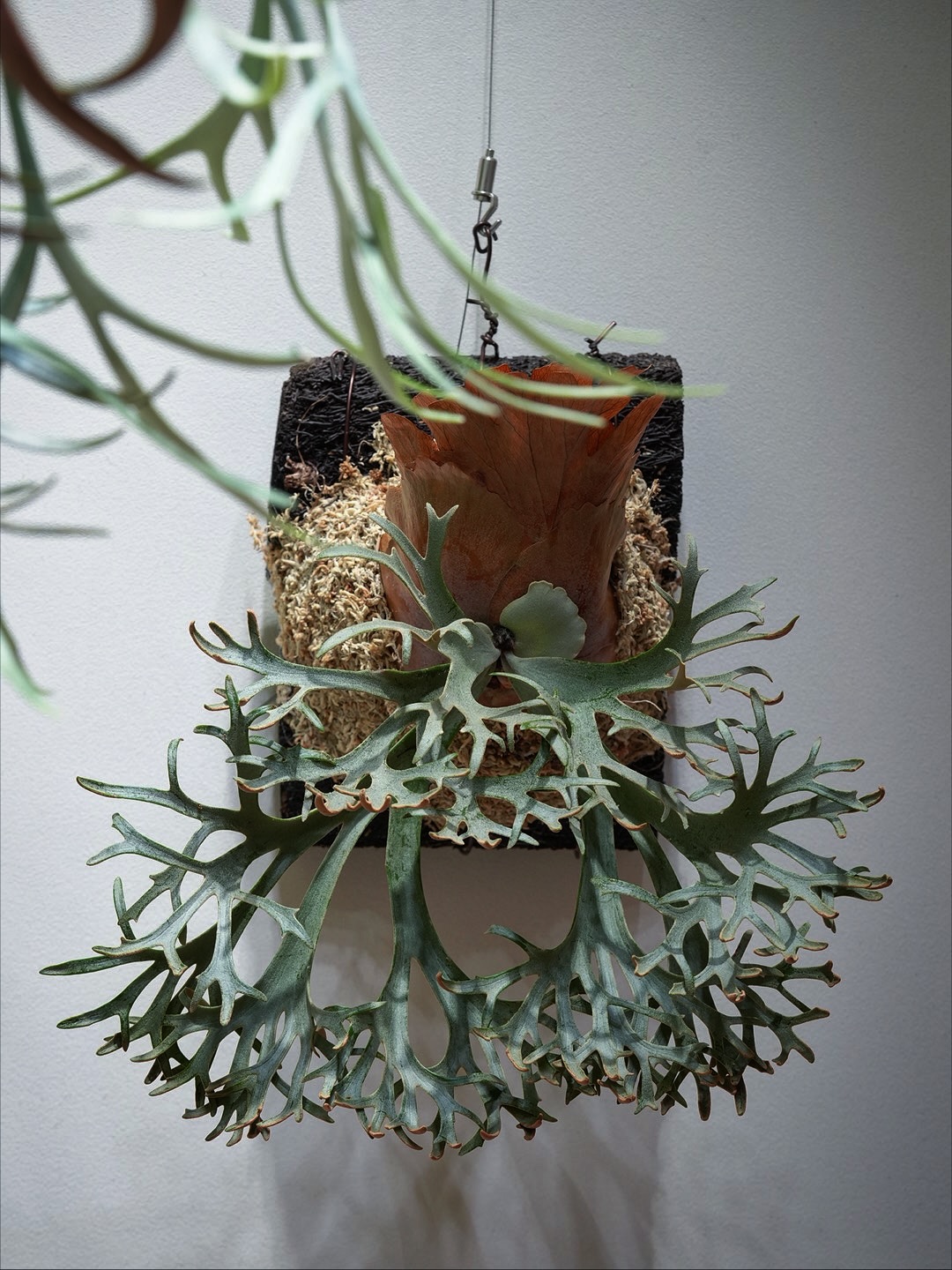 OMG 7500ルクス環境での姿（正面）