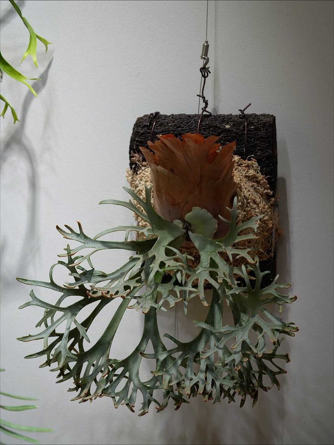 OMG 7500ルクス環境での姿（別角度）