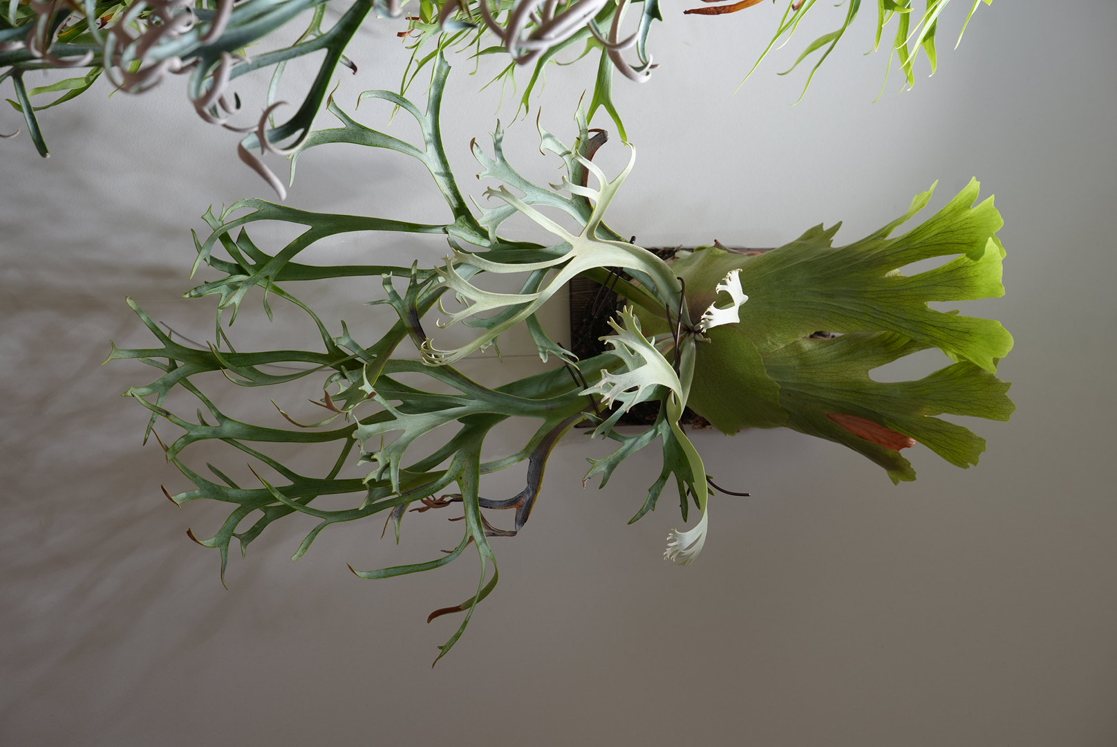 3月時点。大株に見合った貯水葉が形成された状態