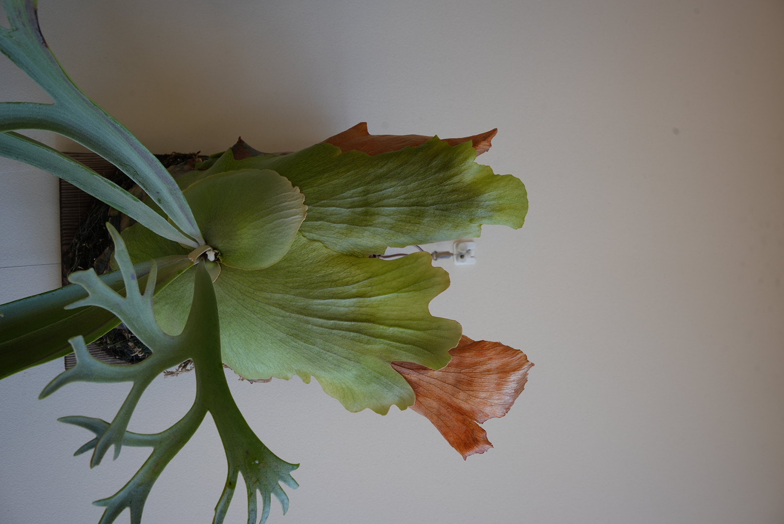 1月時点。1枚目は弱々しいが、2枚目以降はきちんと生育している