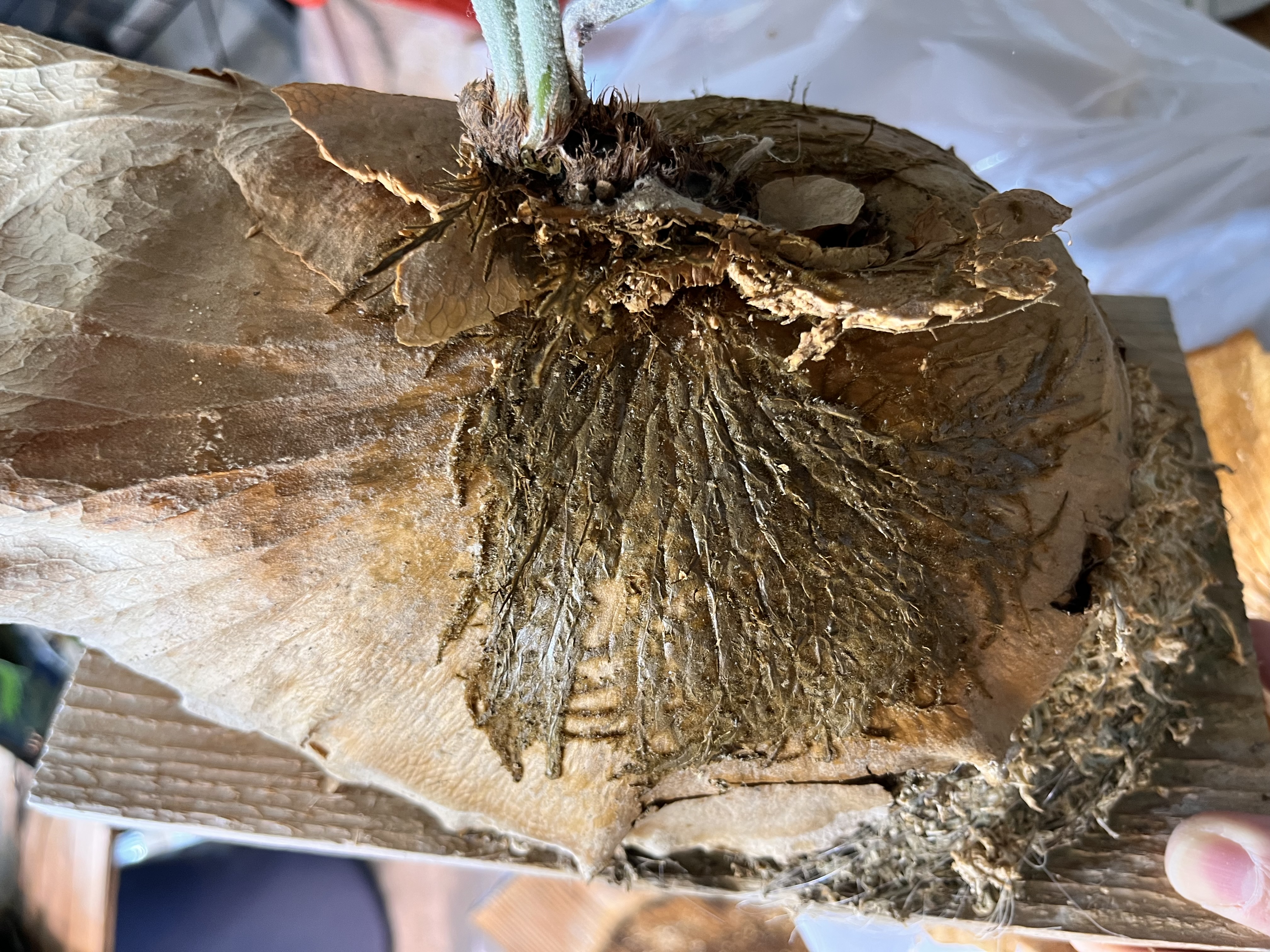 貯水葉と貯水葉の間に根がぎっしり張っている様子