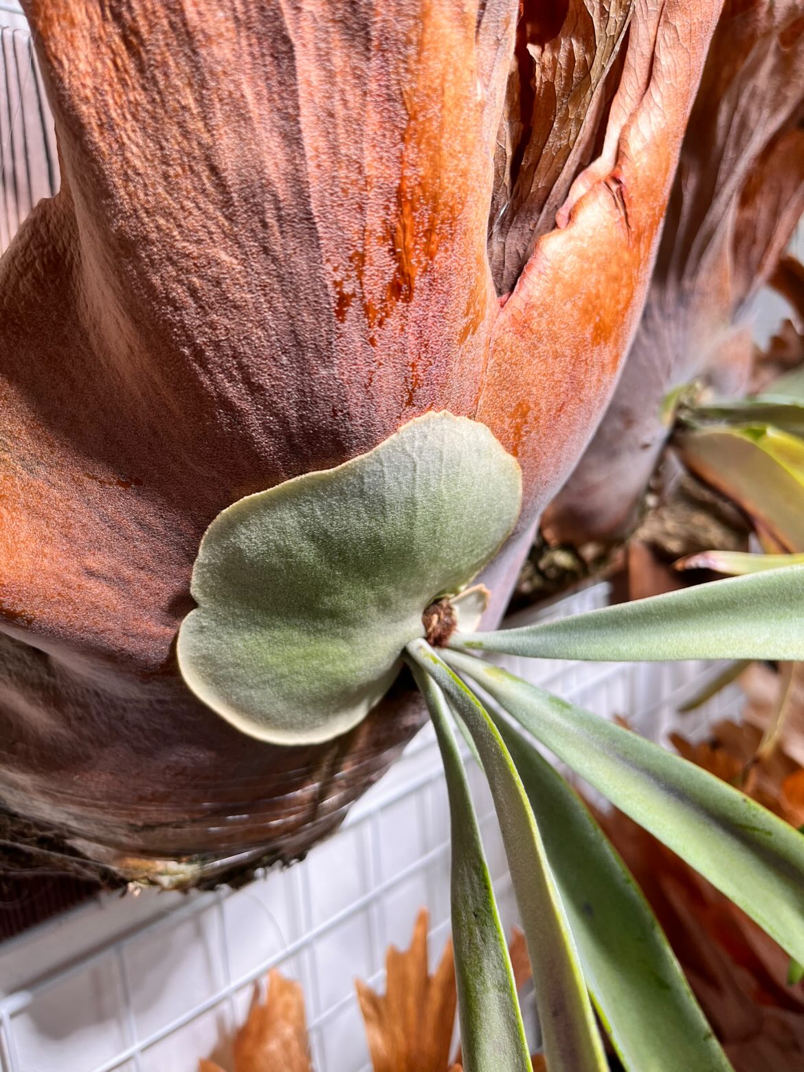 弱々しい貯水葉（アップ）