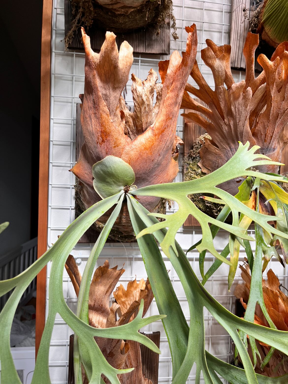 弱々しい貯水葉（全体）