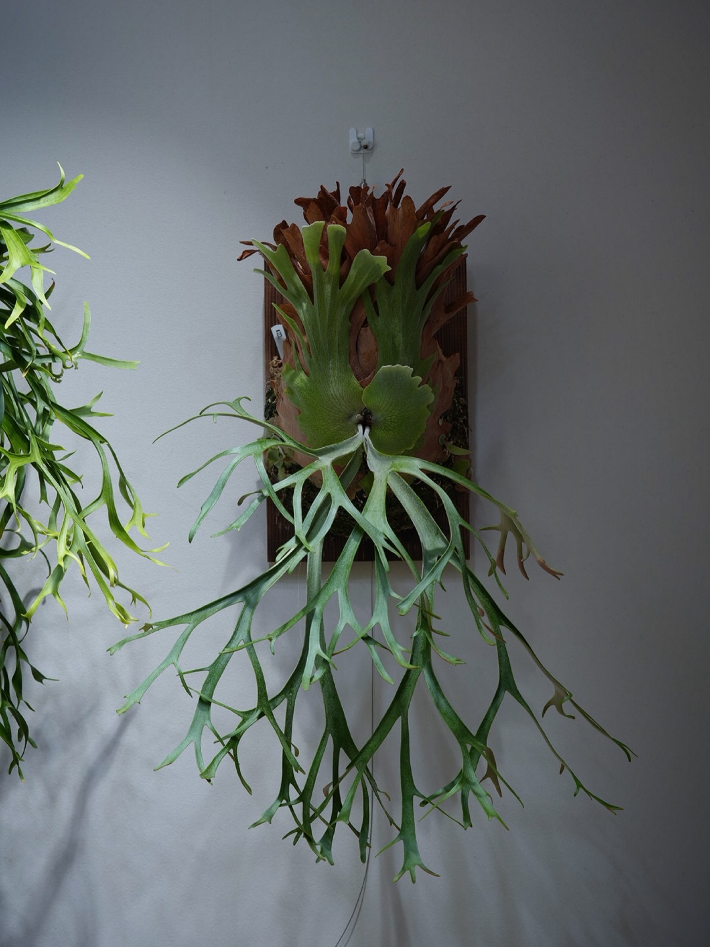 HGP-101で育てたP.willinckii 伊弉諾