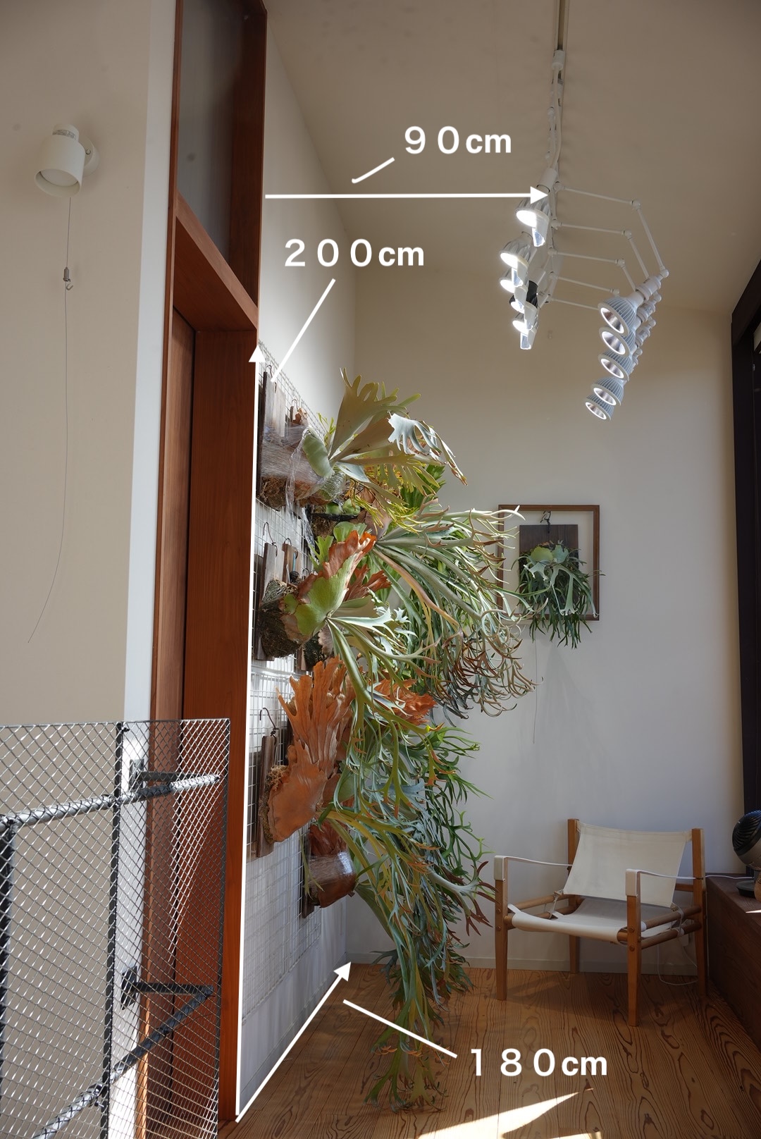 ビカクシダ栽培｜スポットライトの距離とルクス値で品種配置を最適化する方法