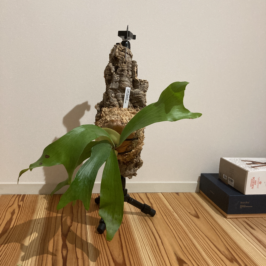 釣鐘状に盛られた水苔