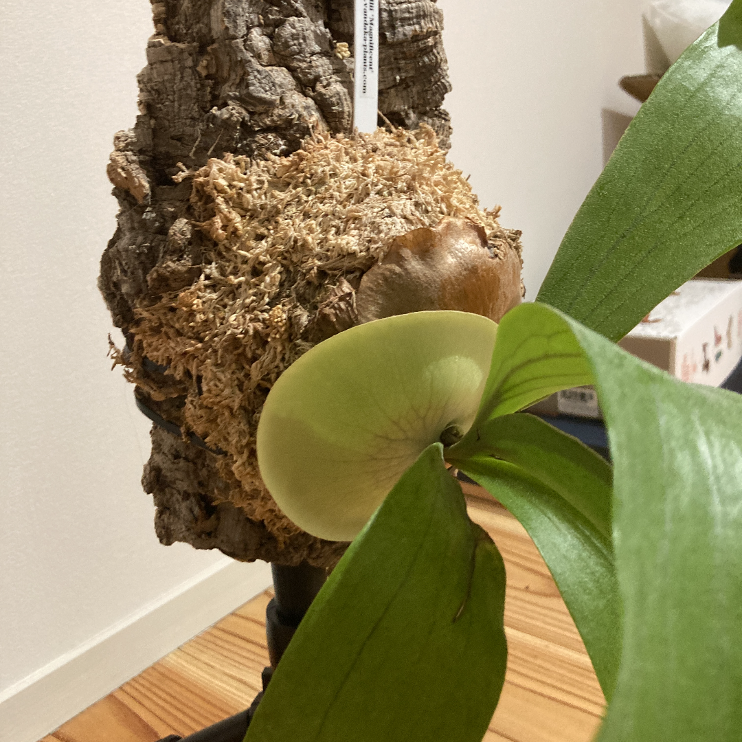 水苔の盛り方の詳細