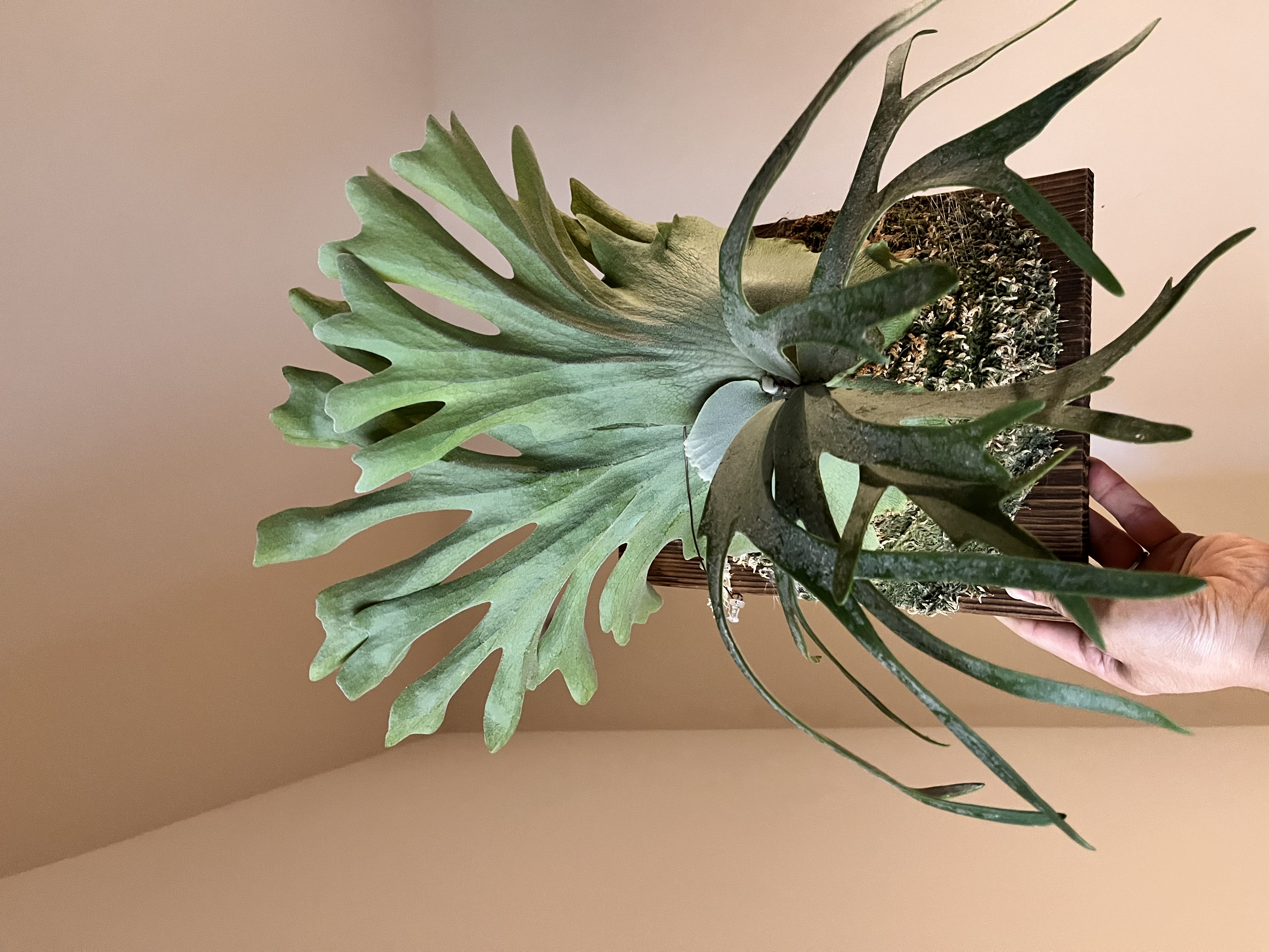 貯水葉が末広がりに展開している様子