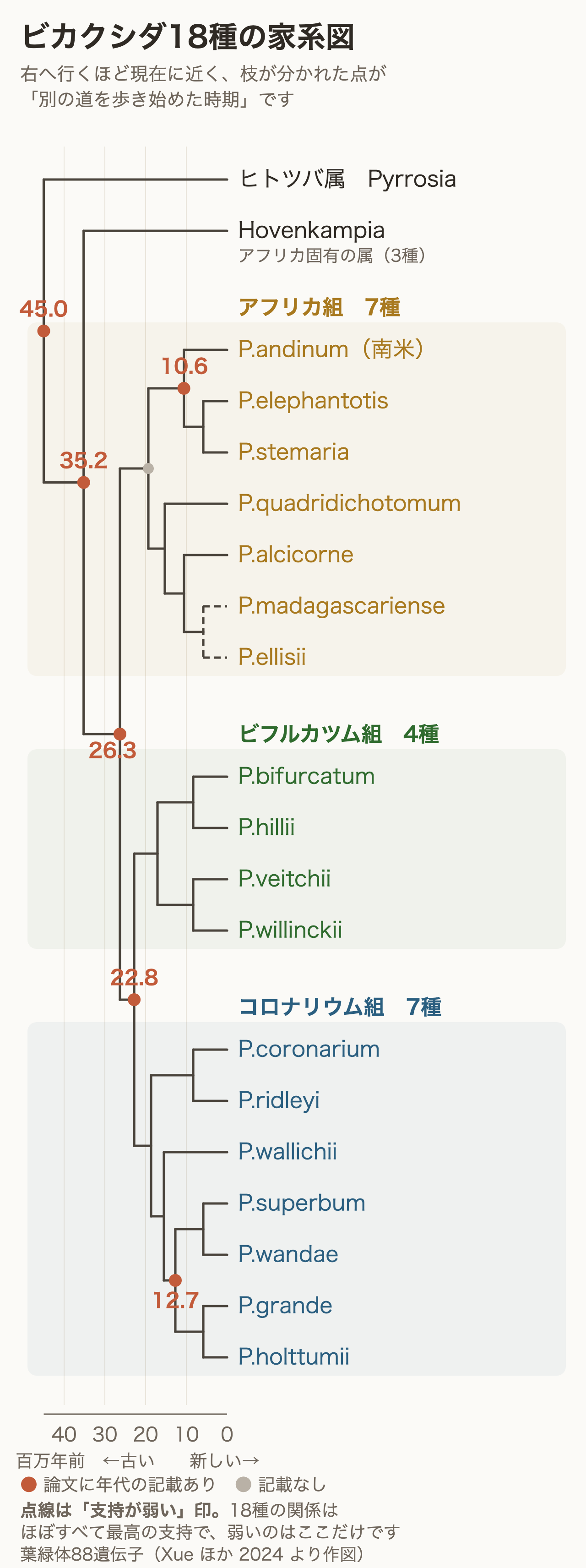 ビカクシダ18種の家系図