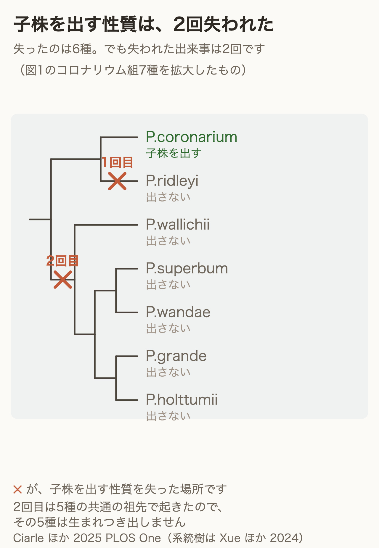 子株を出す性質が2回失われたことを示す系統図