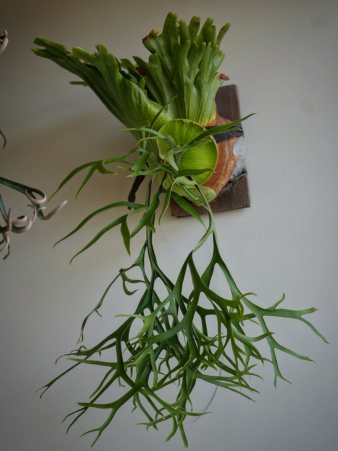 P.coronarium