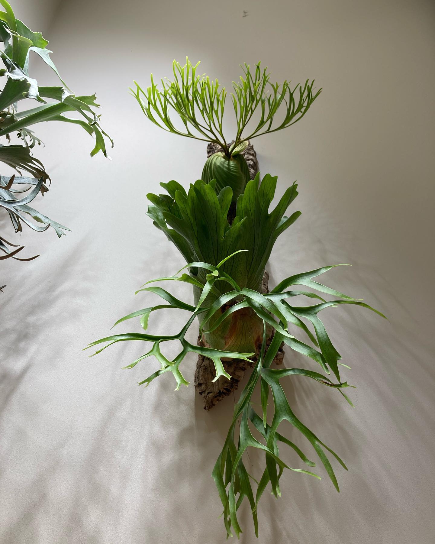 P.ridleyi と P.coronarium の写真
