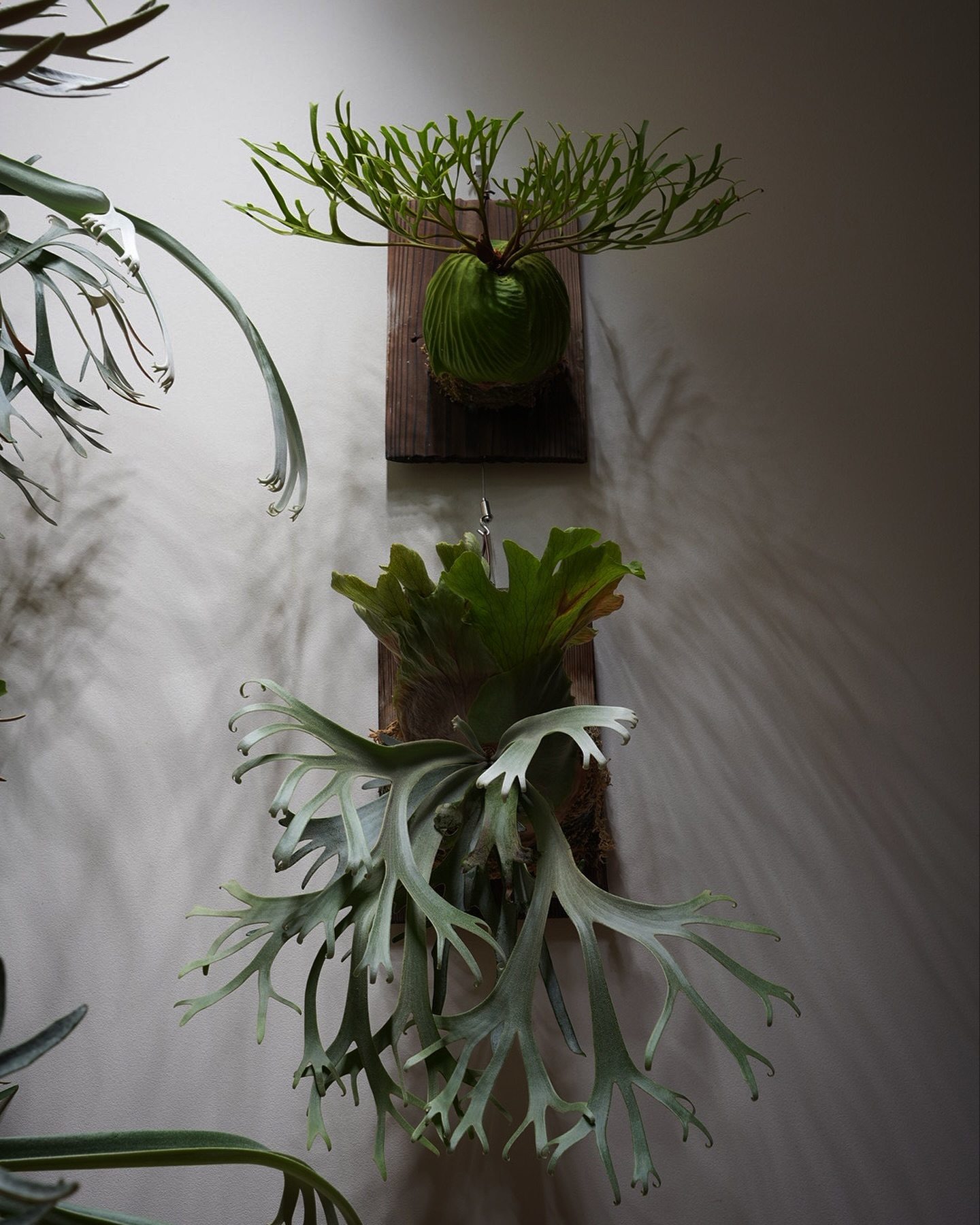 JISAKUBO LOG. — Indoor Platycerium Archive
