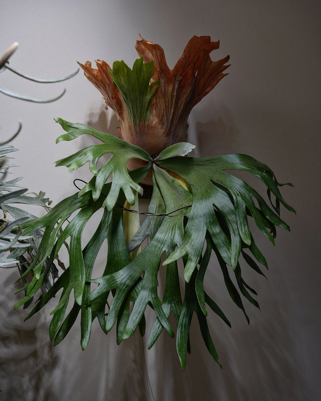 P.willinckii × P.wallichii