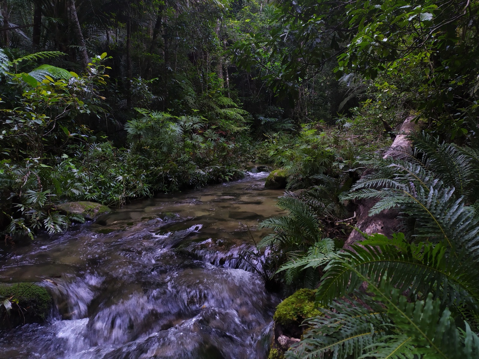 Mount Lewis 国立公園、標高約1000mの熱帯雨林を流れる渓流。木生シダと林床のシダが密生している