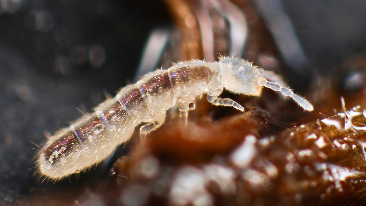 白っぽい細長い体のトビムシが、湿った有機物の上にいるところを拡大した写真。体長は2mmほど