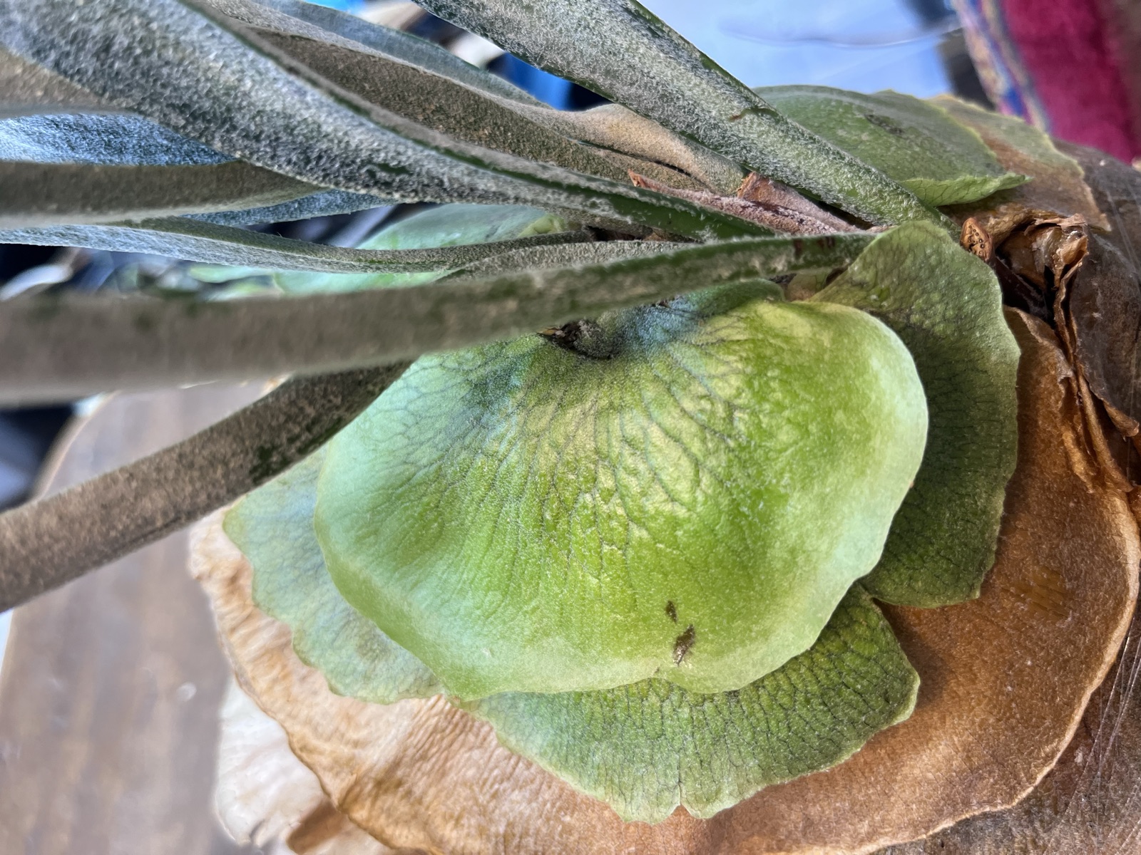 貯水葉が丸く膨らんで、成長点のあるあたりを塞いでいる株を横から見た写真