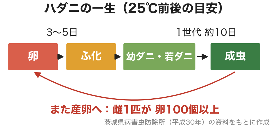 ハダニのライフサイクル。卵から約10日で成虫になり、雌1匹が卵を100個以上産む