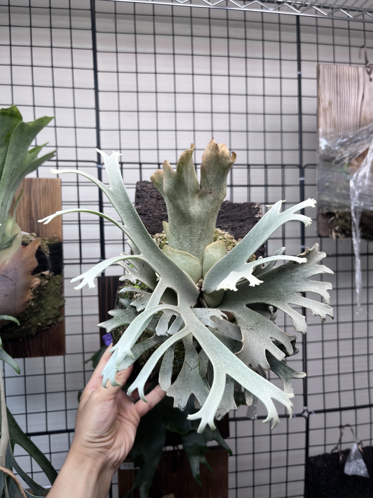 被害が出たP.willinckii Blue Queen Dwarfの株全体