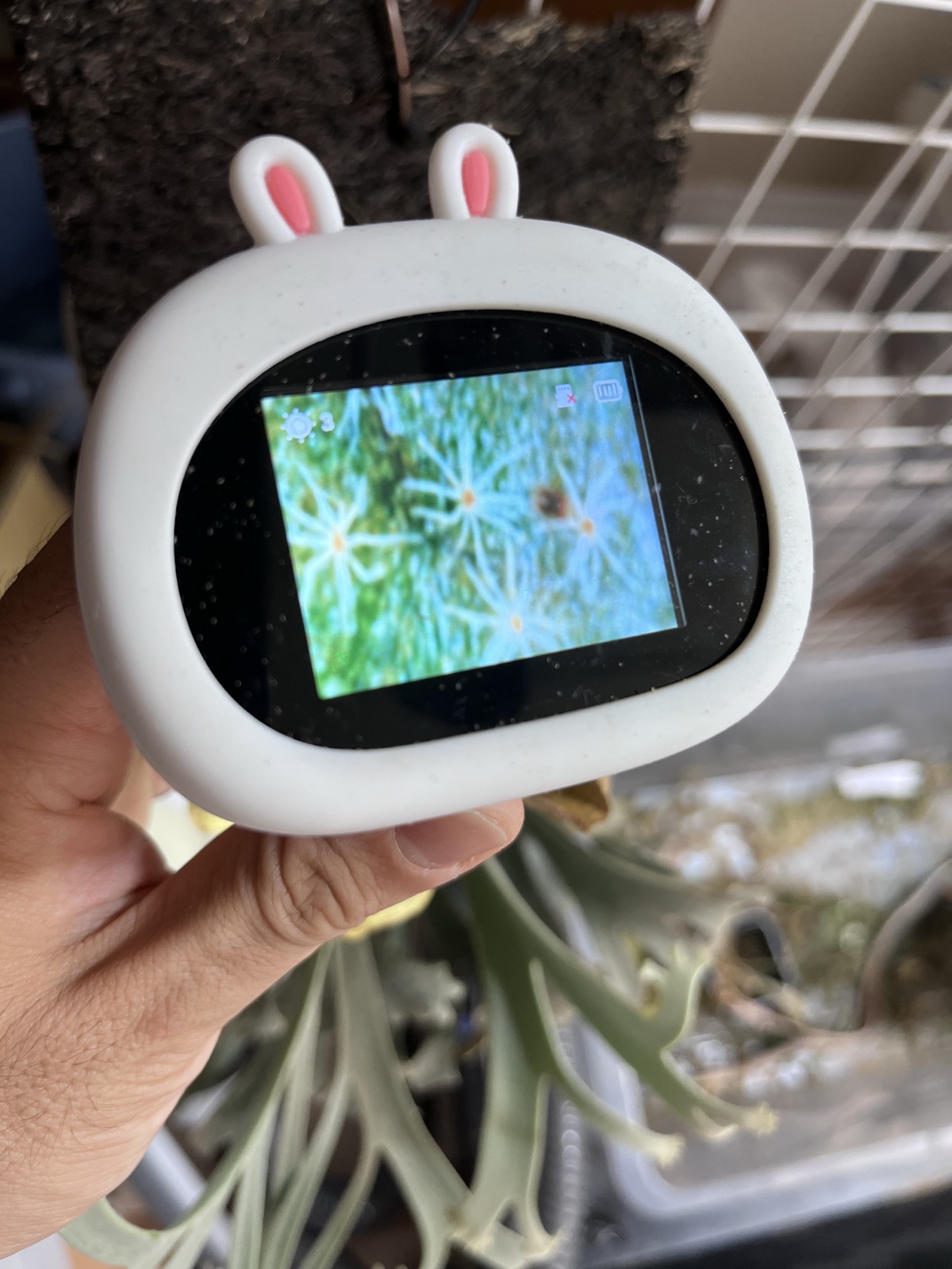 ビカクシダに顕微鏡を当てたところ。画面に写っている茶色い粒がハダニ