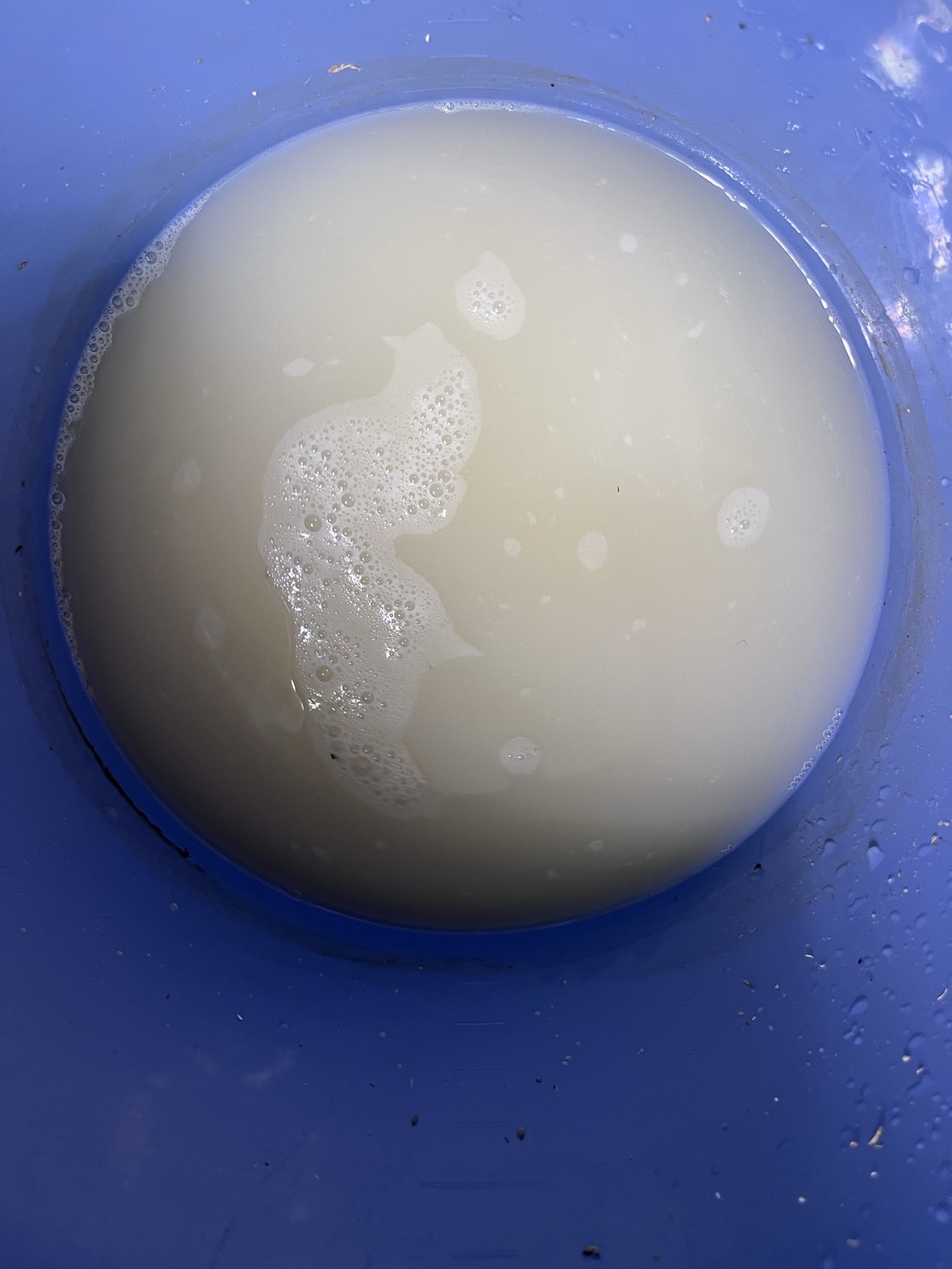 バケツに作った乳白色の薬液
