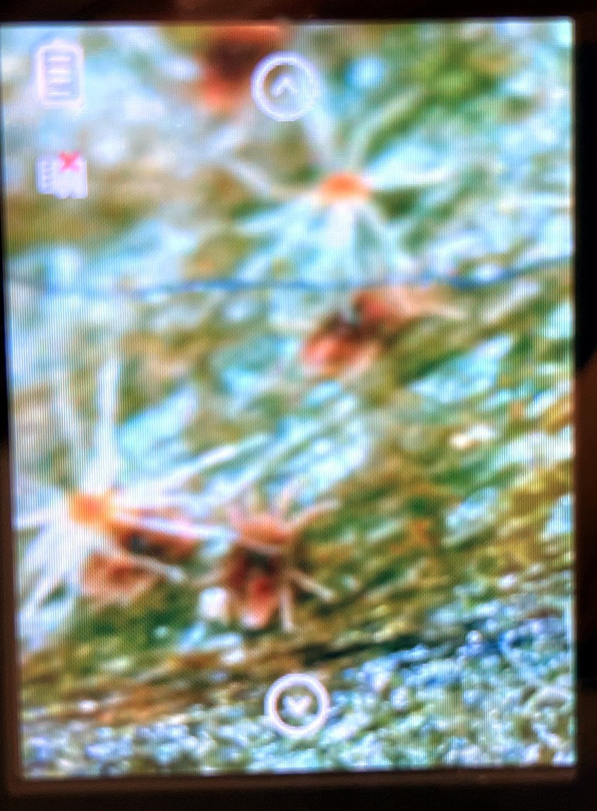 薬浴から4日後の顕微鏡。体格のいい個体が歩き回っていた