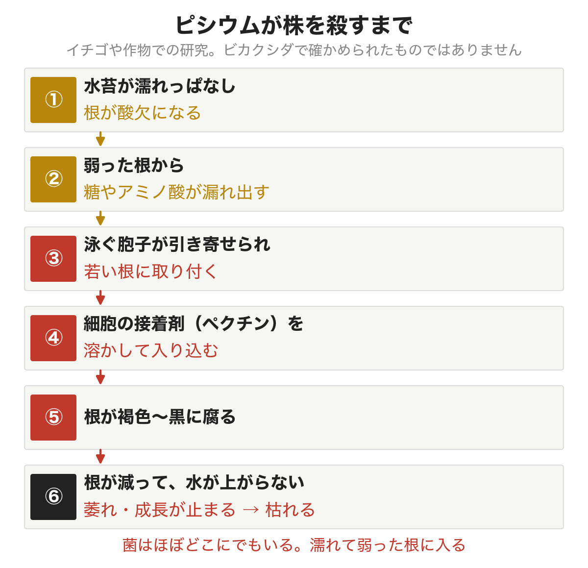 ピシウムが株を殺すまで。水苔が濡れっぱなしで根が酸欠になり(ここは私の読み)、弱った根から糖やアミノ酸が漏れ出し、泳ぐ胞子が引き寄せられて若い根に取り付く。細胞の接着剤(ペクチン)を溶かして入り込み、根が黒く腐る。根が減って水が上がらず、萎れて枯れる