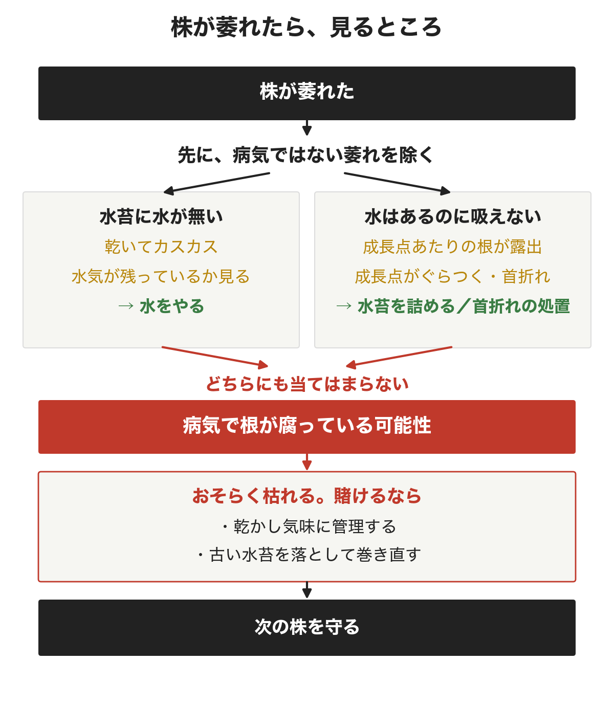 株が萎れたら見るところ。先に病気ではない萎れを除く。水苔に水が無いなら水をやる。水はあるのに吸えていない(成長点あたりの根が露出、成長点がぐらつく・首折れ)なら、水苔を詰めるか首折れの処置をする。どちらにも当てはまらなければ、病気で根が腐っている可能性。おそらく枯れるが、賭けるなら乾かし気味に管理して古い水苔を落として巻き直す。そして次の株を守る