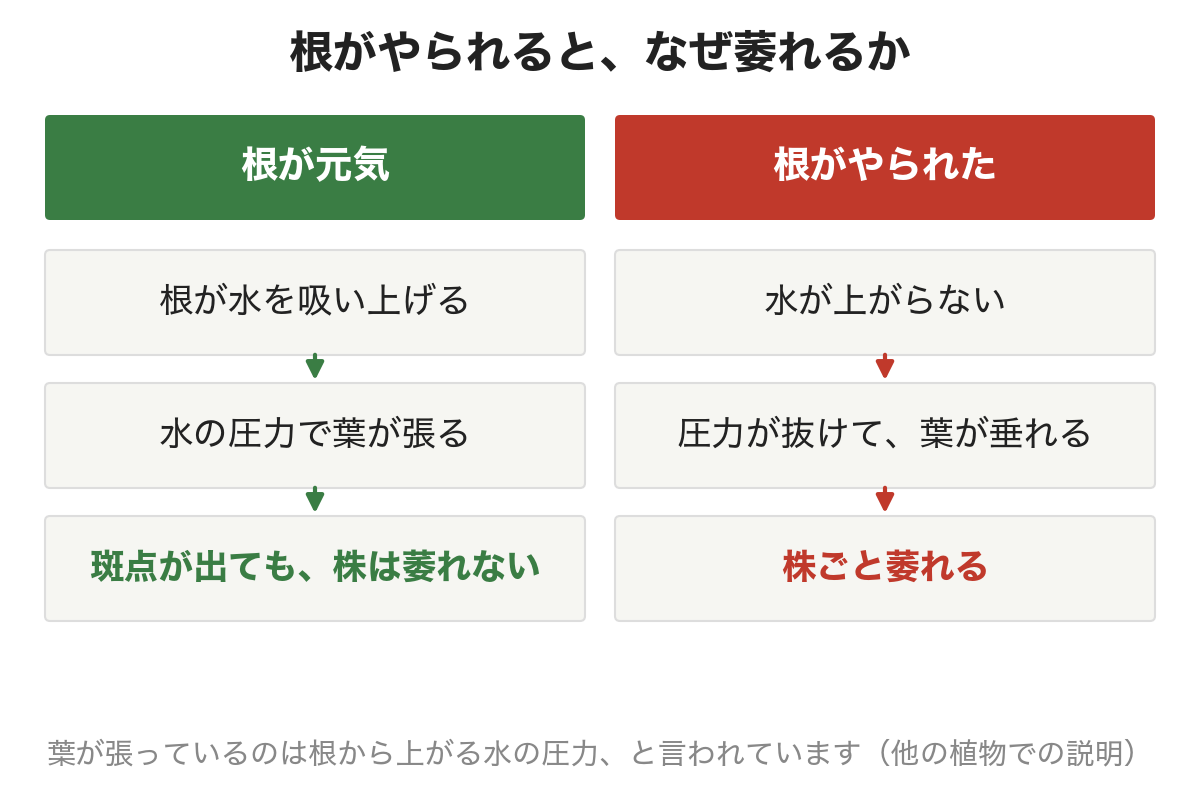 根がやられると、なぜ萎れるか。根が元気なら水を吸い上げて葉が張る。根がやられると水が上がらず、圧力が抜けて葉が垂れる。株ごと萎れる