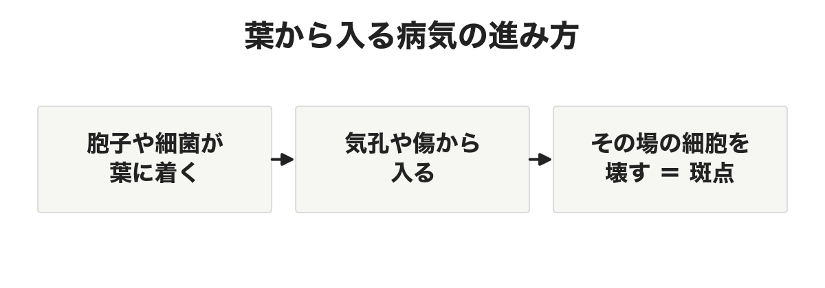 葉から入る病気の進み方。胞子や細菌が葉に着き、気孔や傷から入り、その場の細胞を壊して斑点になる