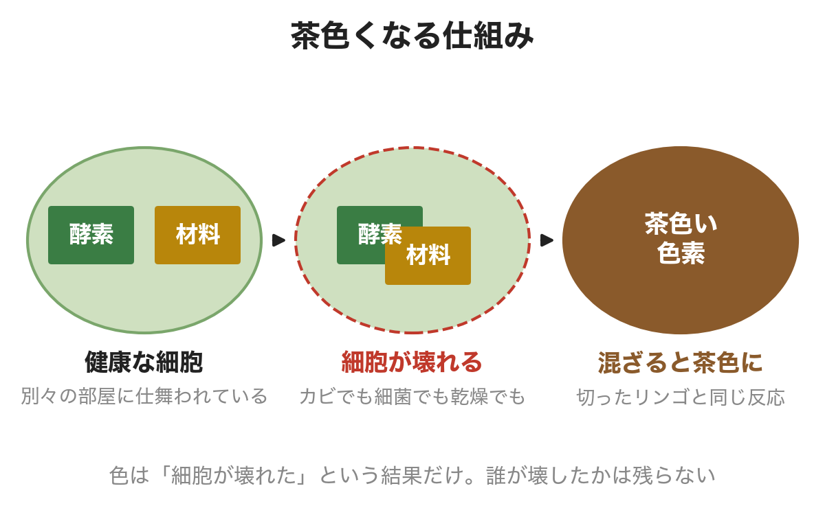 茶色くなる仕組み。健康な細胞では酵素と材料が別々の部屋にある。細胞が壊れて混ざると茶色い色素ができる。切ったリンゴと同じ反応