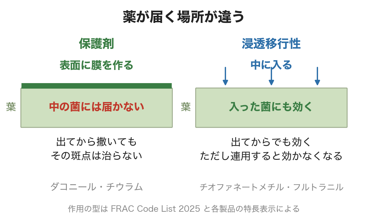 表面で働く型の薬は、葉の表面に膜を作るだけで中に入った菌には届かない。中に入る型の薬は葉の中に入るので、入った菌にも効く