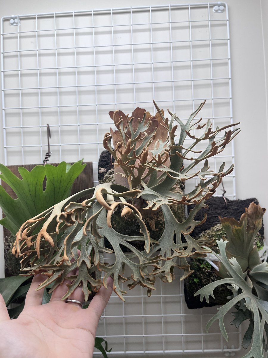 萎れた P.willinckii OMG の胞子葉。手に載せても張りがなく垂れ下がっている