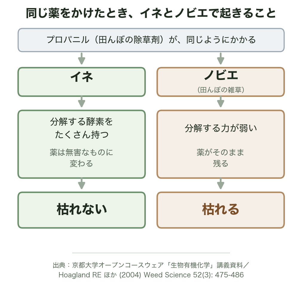 同じ薬をかけたとき、イネとノビエで起きることの図解。分解できるイネは枯れず、分解できないノビエは枯れる