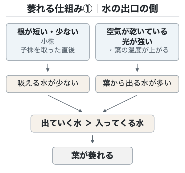 萎れる仕組み①。根が少ないところに、葉から出る水が増えて萎れる図