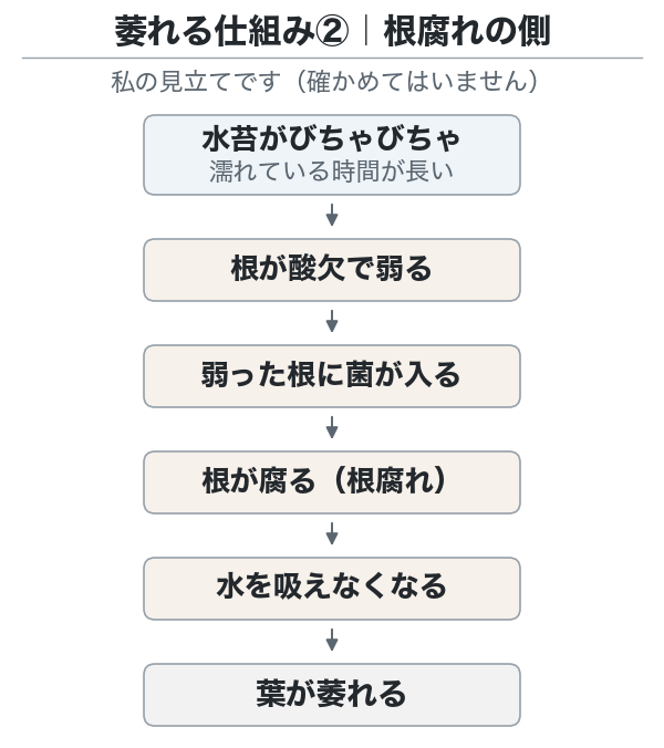 萎れる仕組み②（私の見立て）。濡れた水苔で根が弱り、菌が入って根が腐り萎れるという流れの図