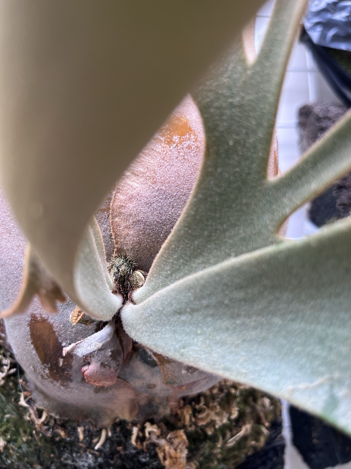 持ち直した P.willinckii OMG。成長点から新しい貯水葉が出てきている