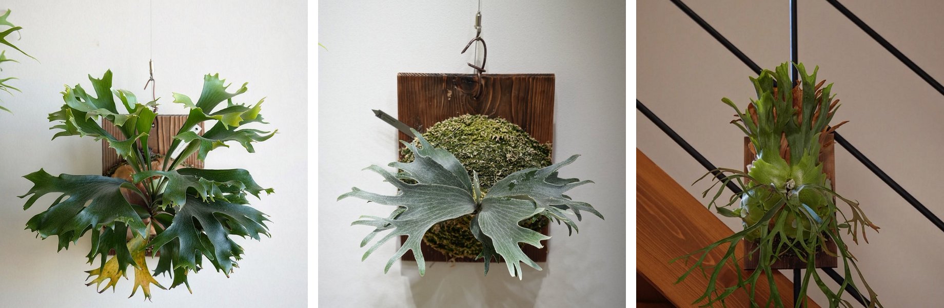 P.hillii Group M、P.Triceratops、P.willinckii Izanagi