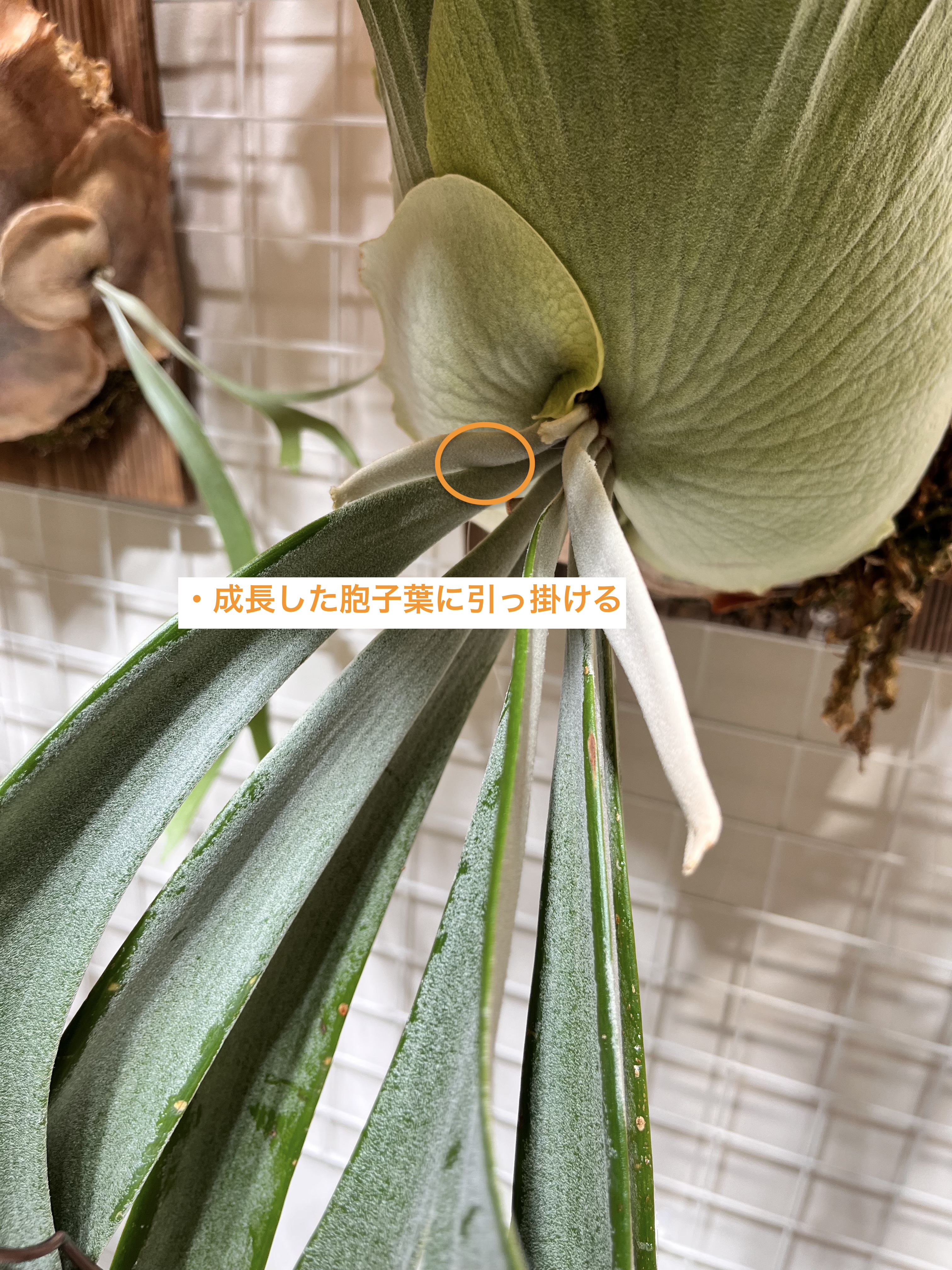 成長した胞子葉に引っ掛ける