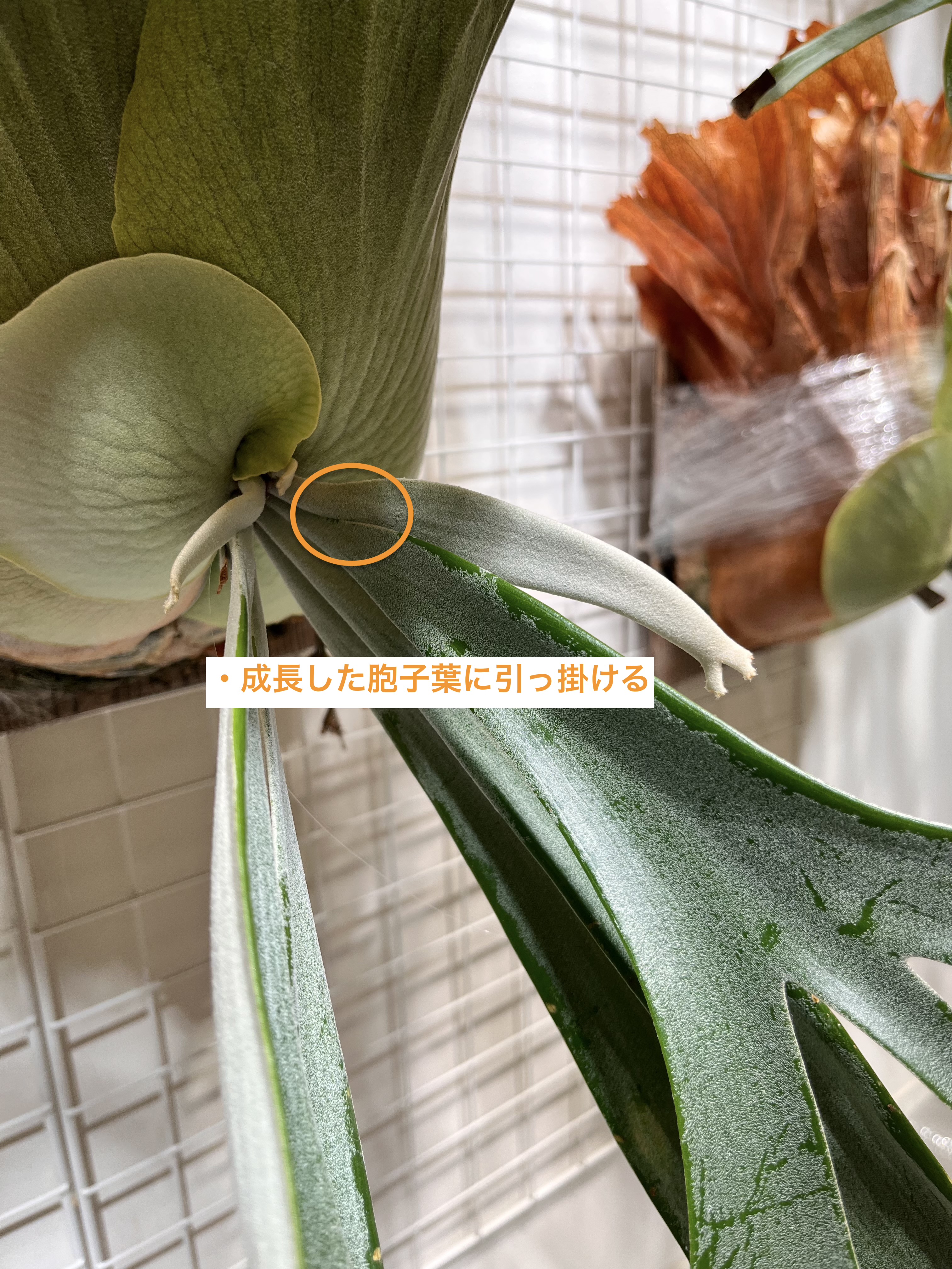 引っ掛けた状態