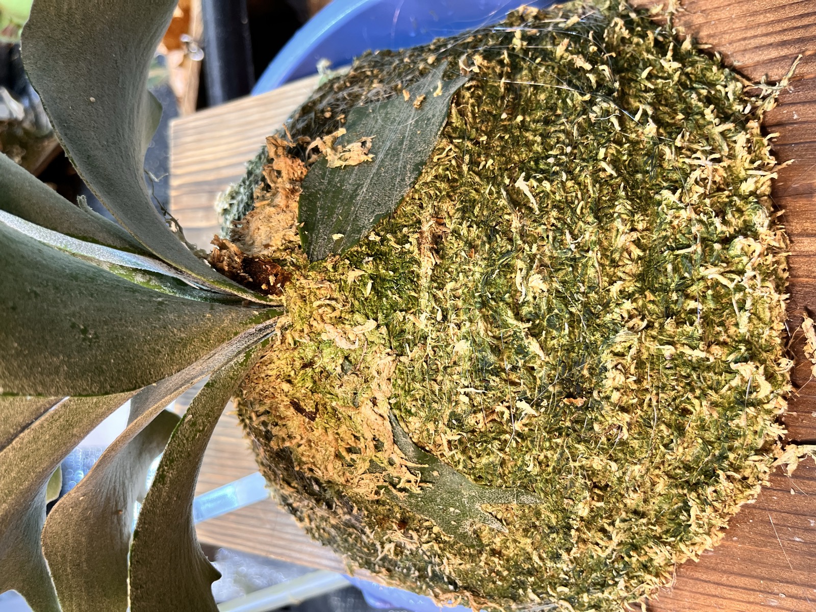 施術前のP.Triceratops。コンポストが露出し貯水葉がない状態