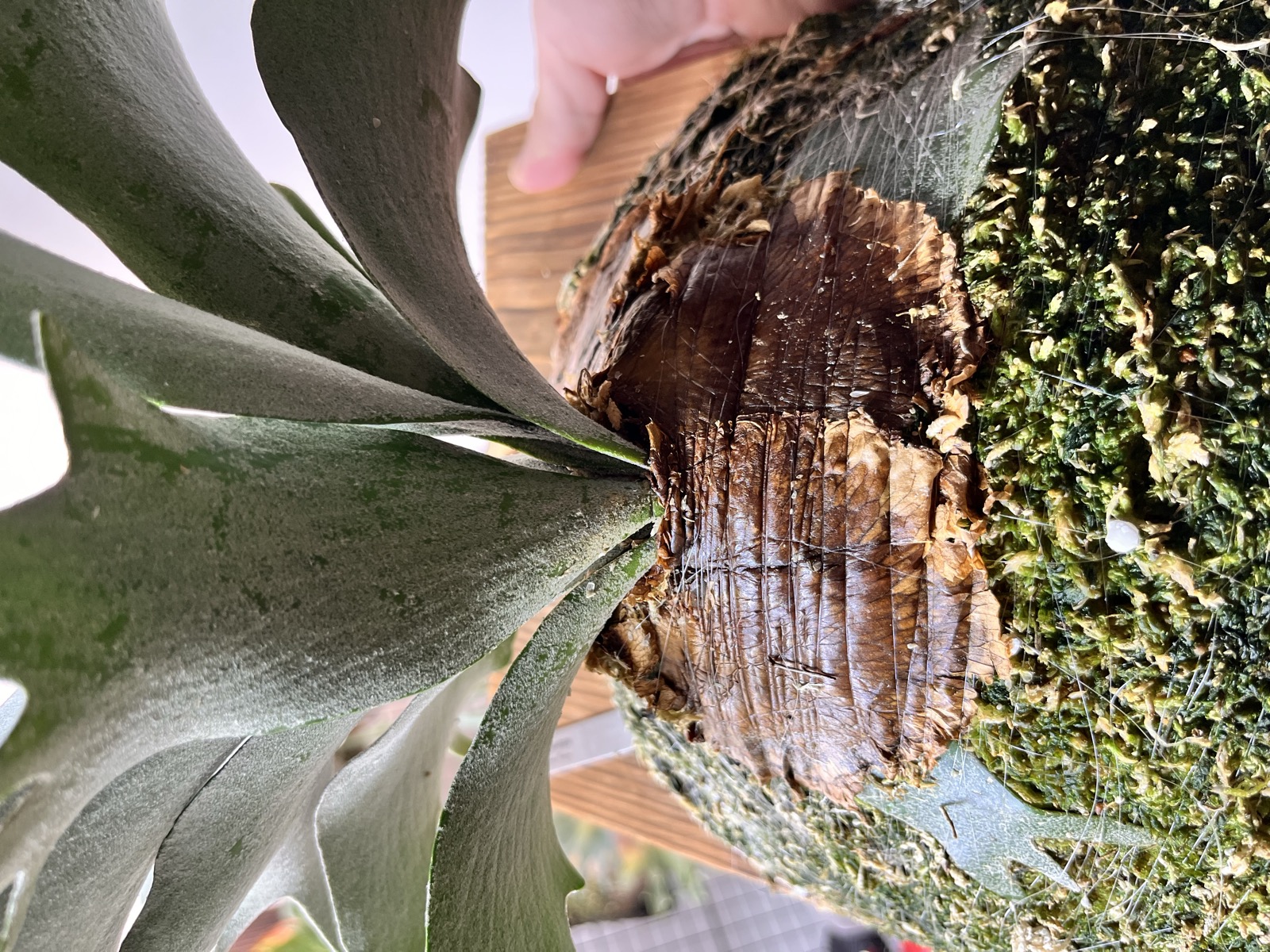 ミシン糸で固定した後のアップ