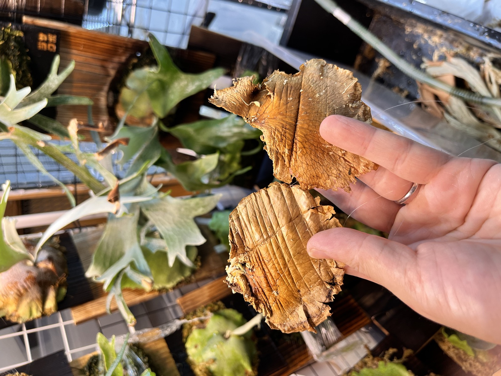 使用する貯水葉2枚を手に持っている様子