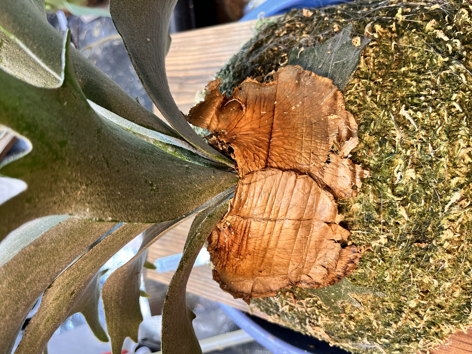 貯水葉を胞子葉の根元にあてがった状態のアップ