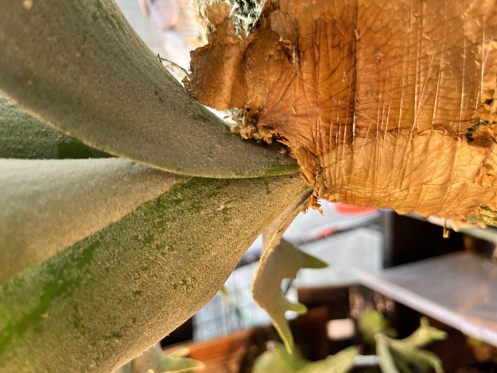 下からのアップ。貯水葉が胞子葉の根元を支えている