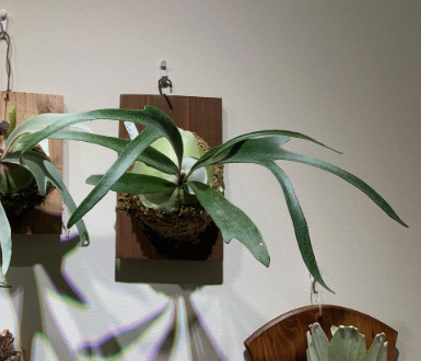 Moonlight PNの子株