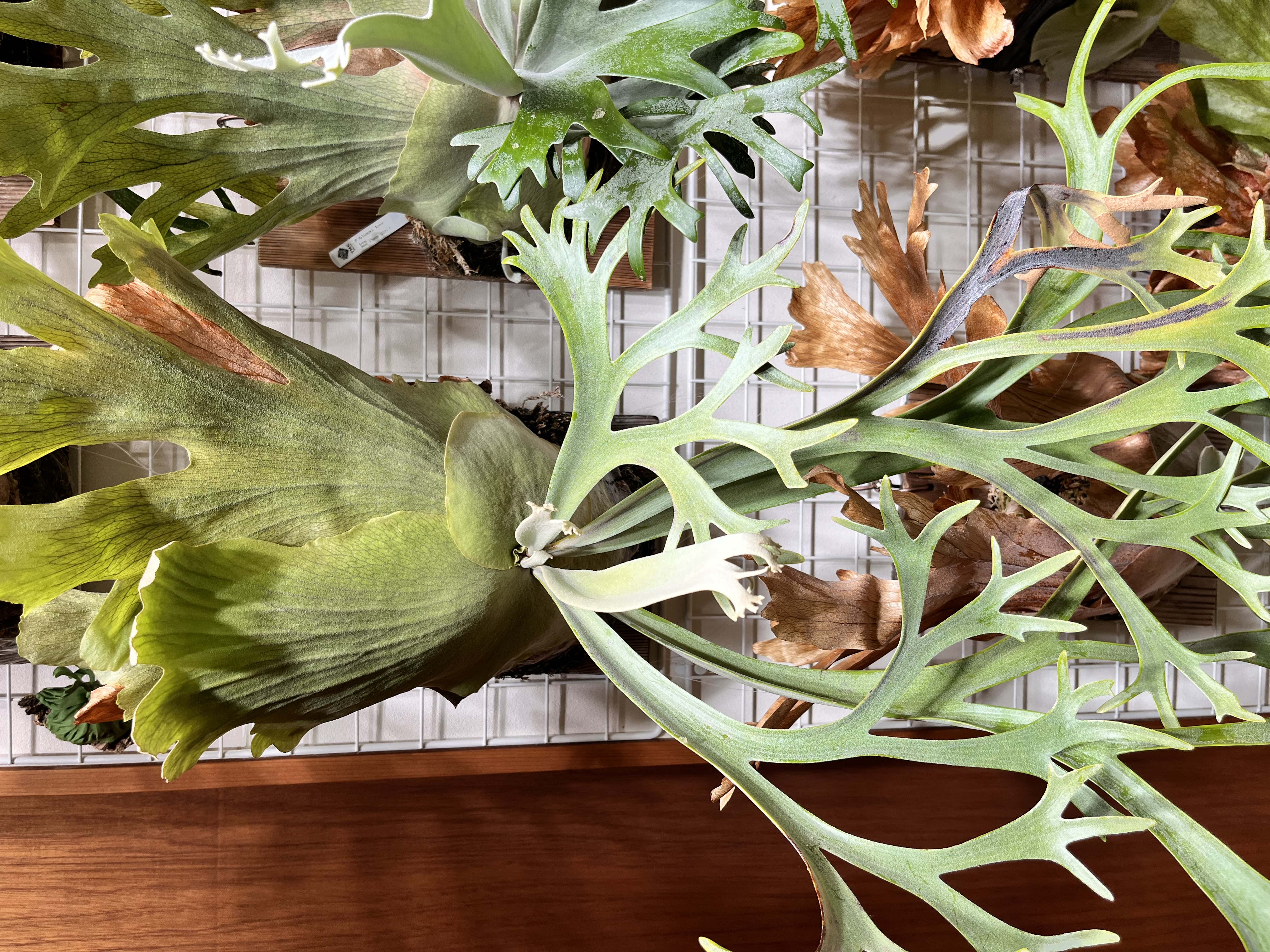 誘引前の株の状態